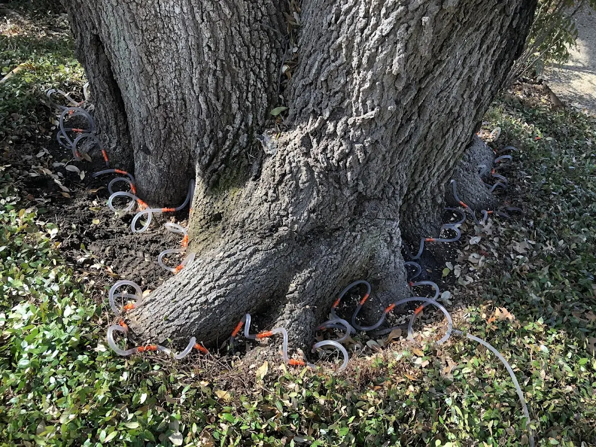 Detailed Tree Cabling and Bracing job site in Plainfield