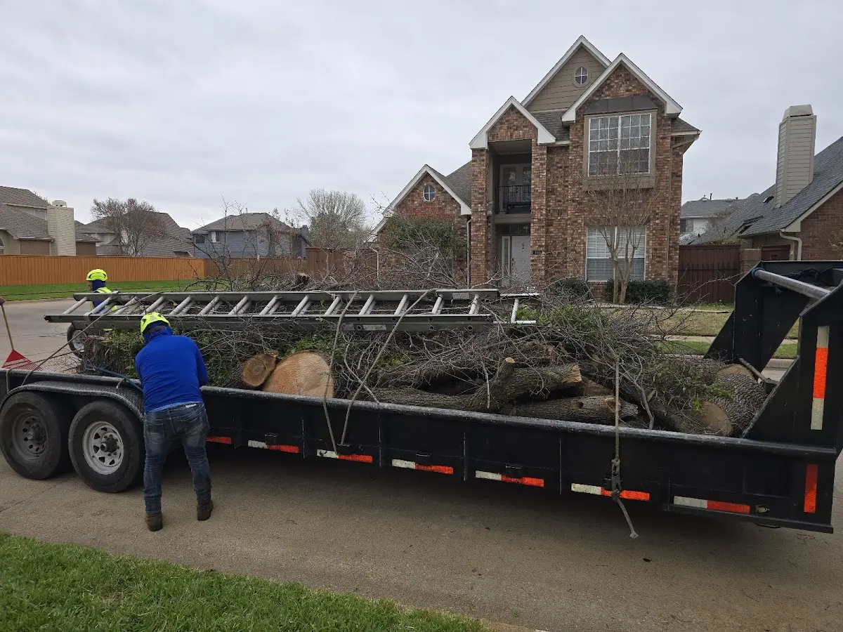 Expert Tree Removal with proper safety equipment in Plainfield